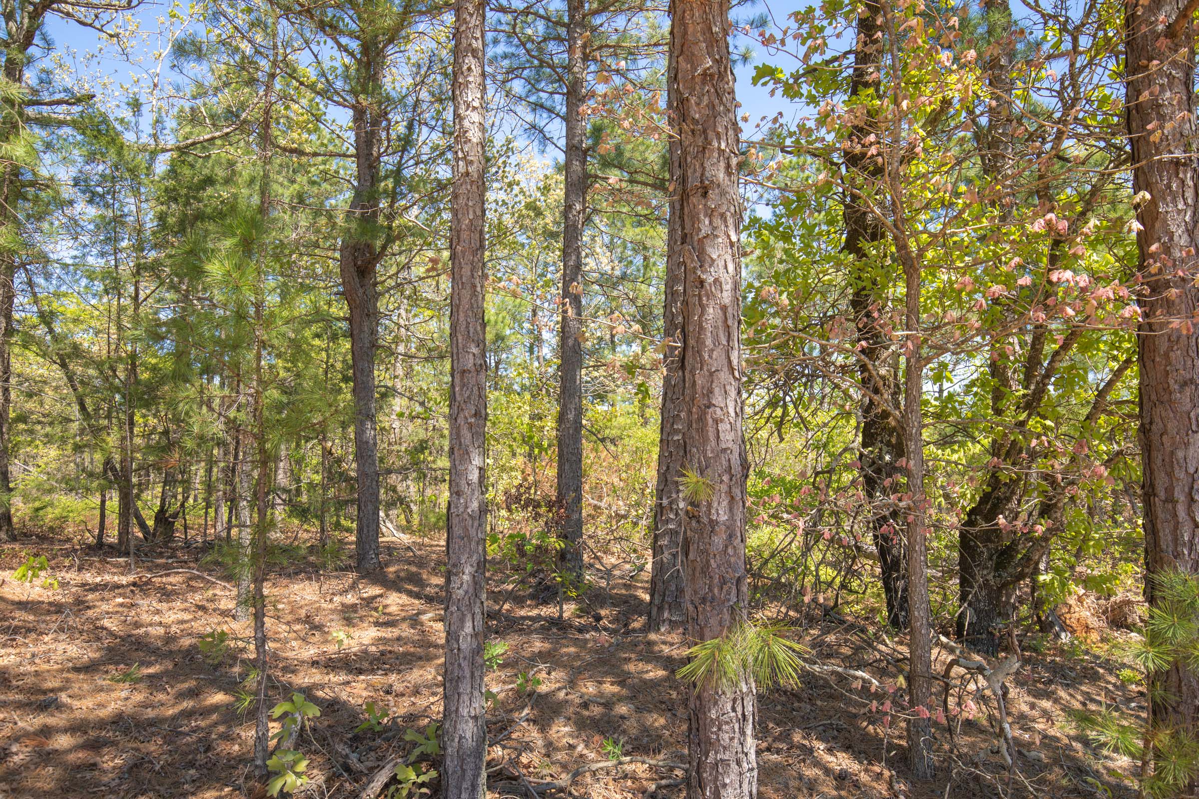 Tract 17 at Eagles Nest Ranch in Pushmataha County, Oklahoma