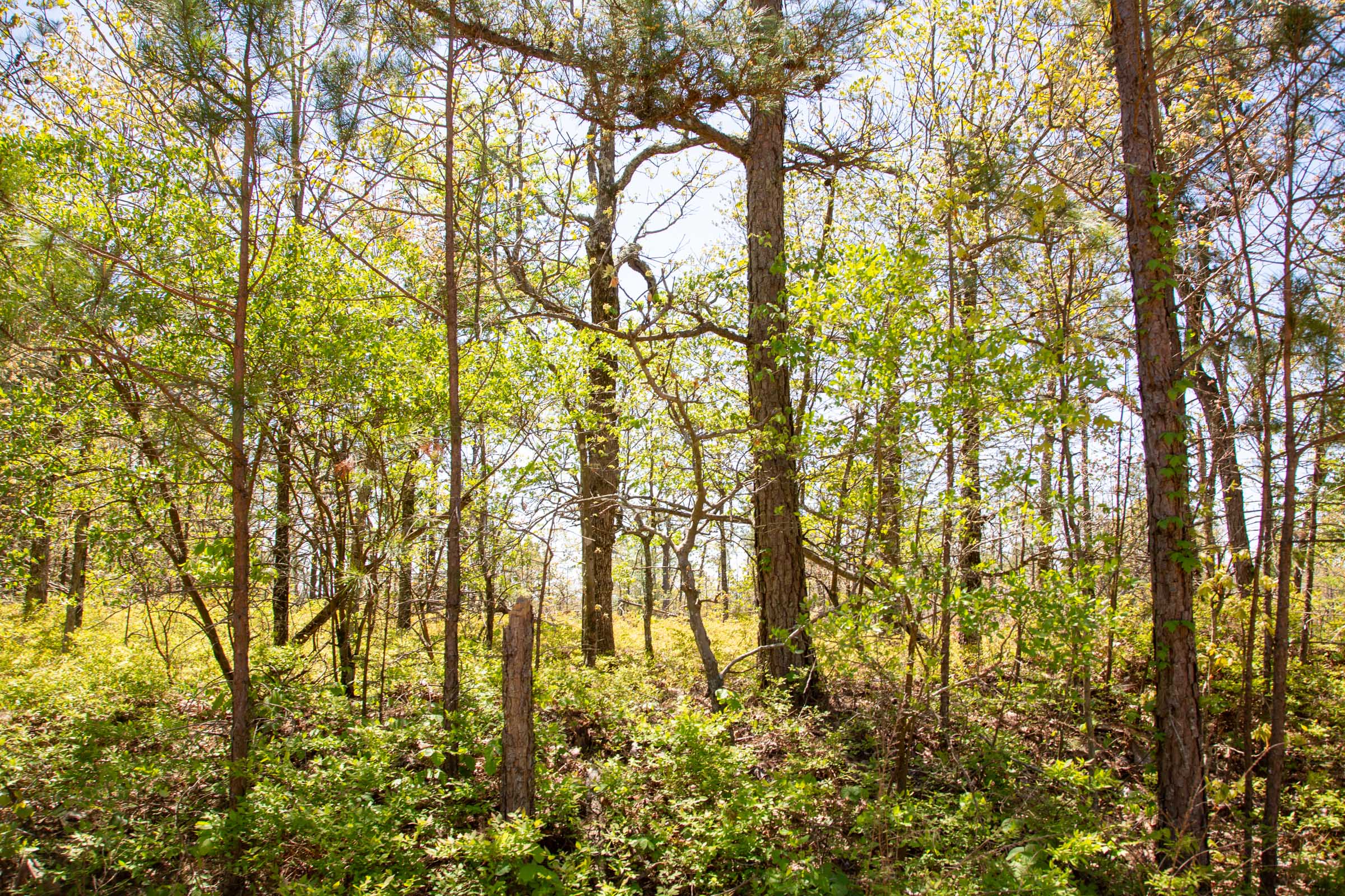 Tract 3 at Eagles Nest Ranch in Pushmataha County, Oklahoma