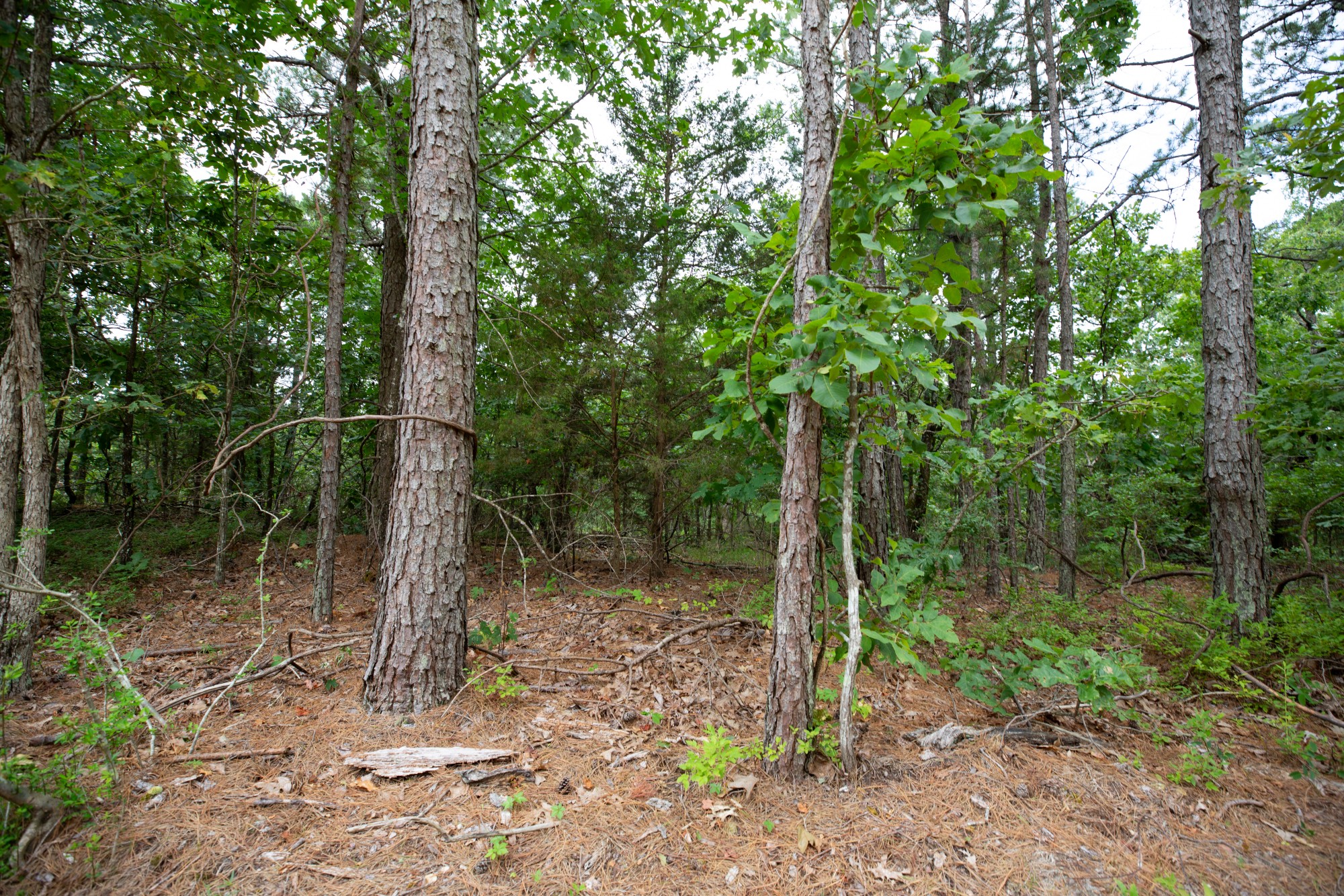 Tract 38 at Eagles Nest Ranch in Pushmataha County, Oklahoma
