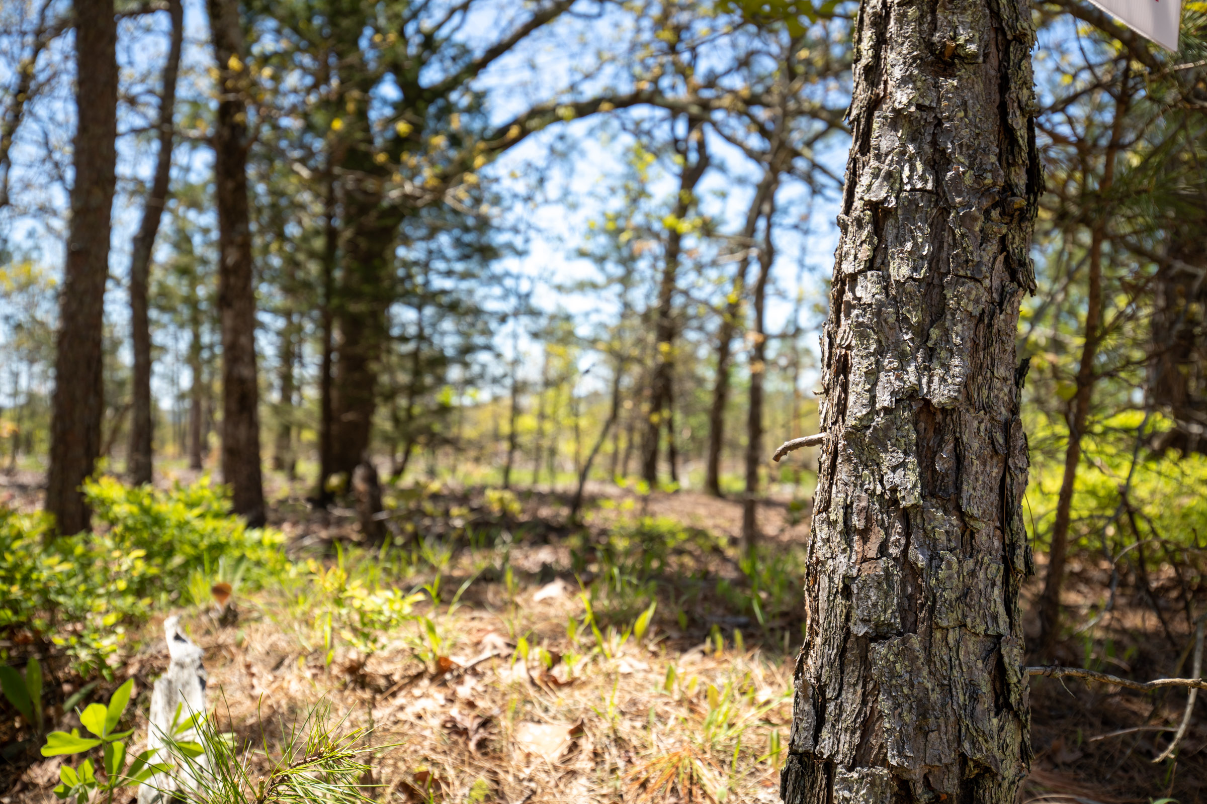 Tract 4 at Eagles Nest Ranch in Pushmataha County, Oklahoma