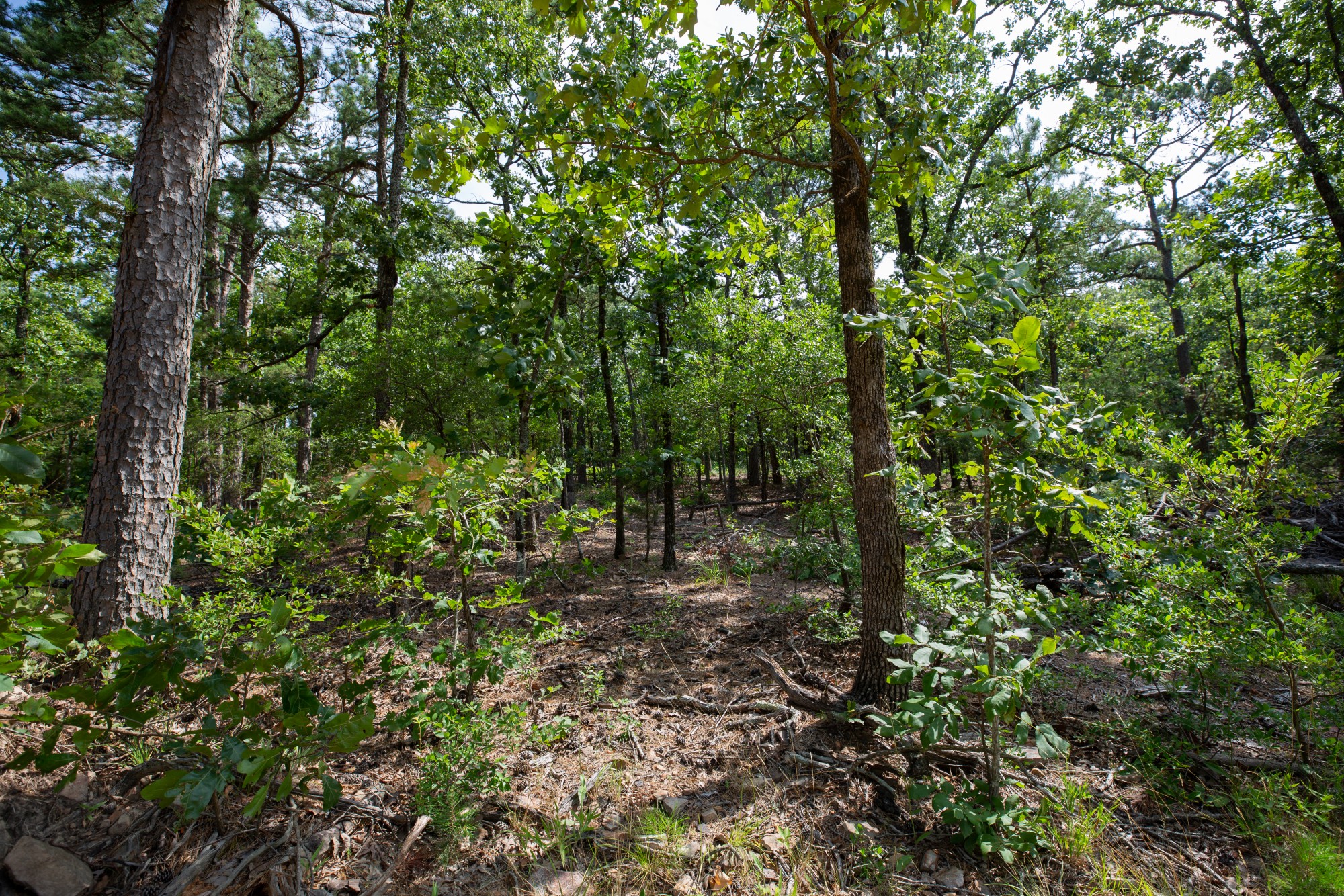 Tract 41 at Eagles Nest Ranch in Pushmataha County, Oklahoma