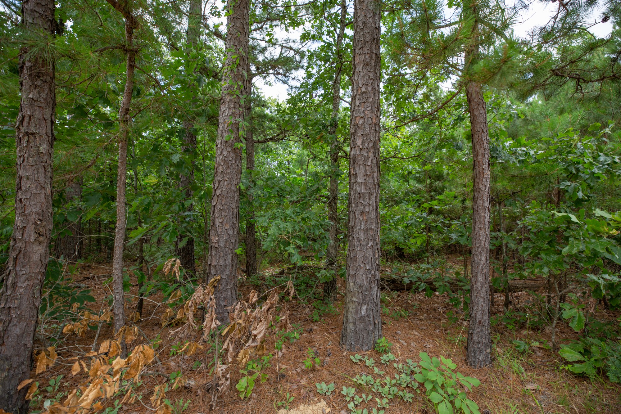 Tract 45 at Eagles Nest Ranch in Pushmataha County, Oklahoma
