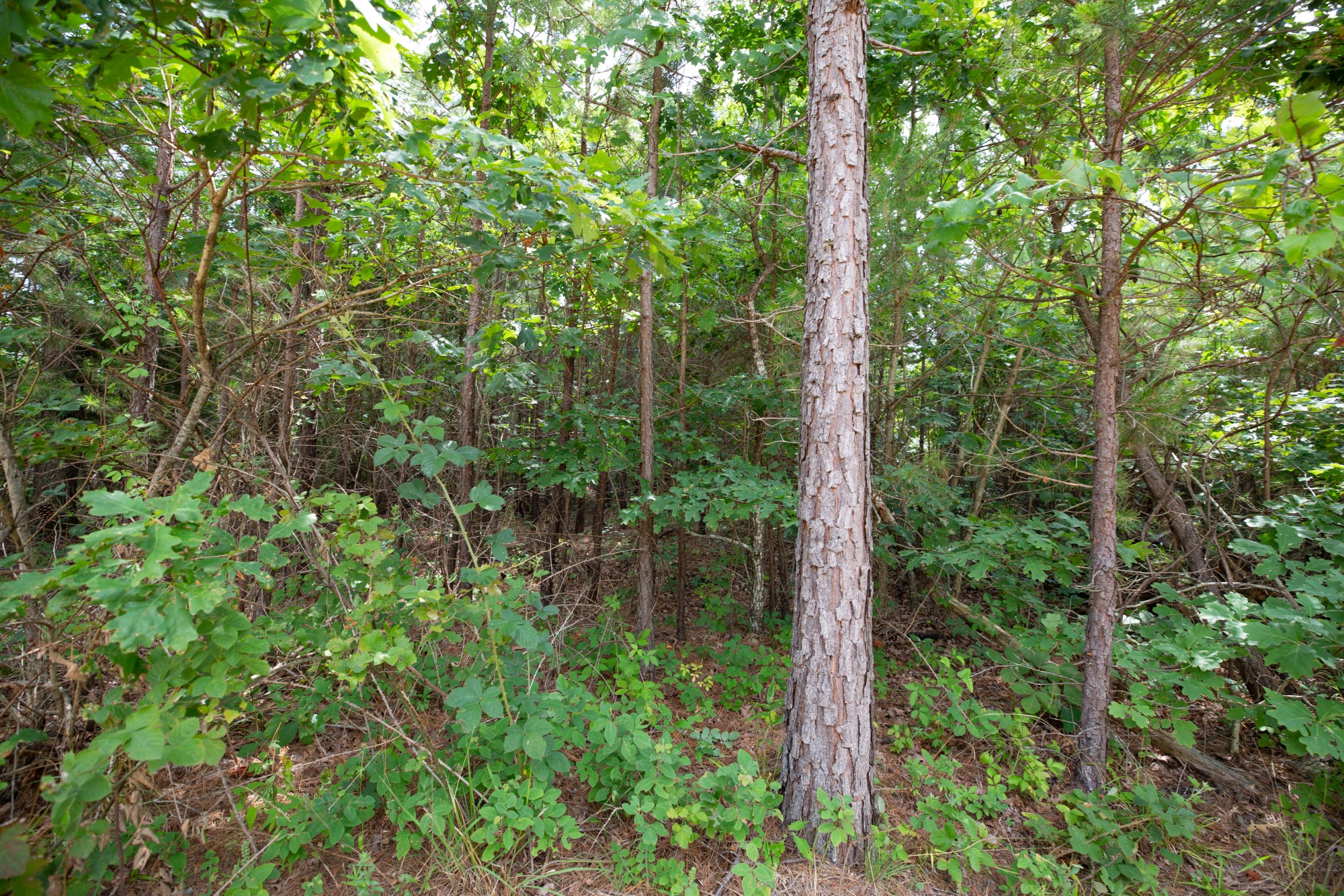 Tract 46 at Eagles Nest Ranch in Pushmataha County, Oklahoma