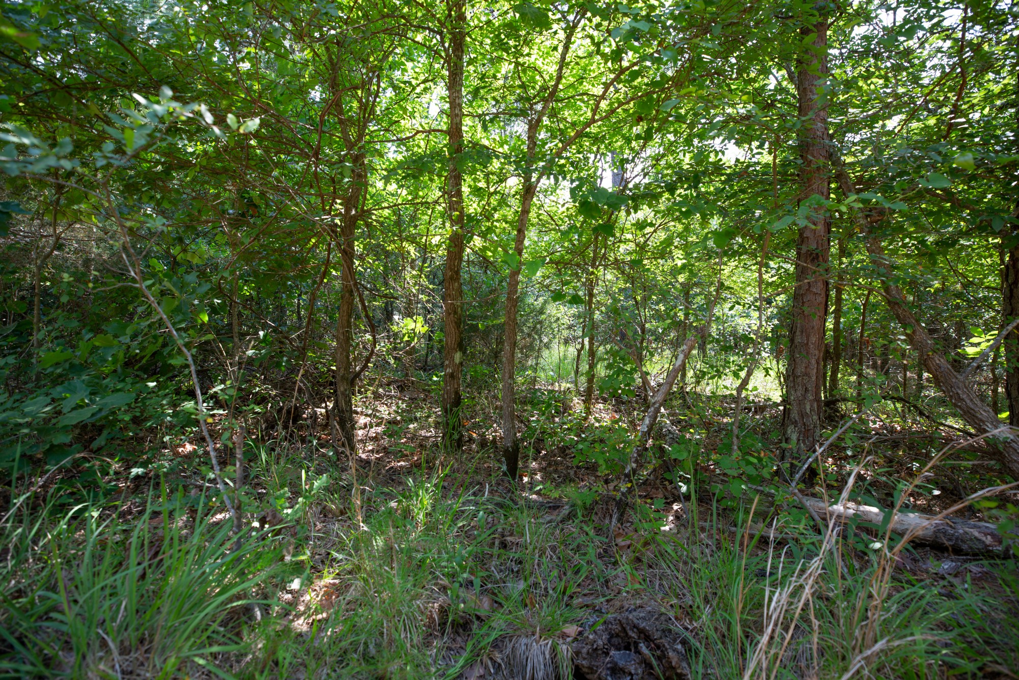 Tract 47 at Eagles Nest Ranch in Pushmataha County, Oklahoma