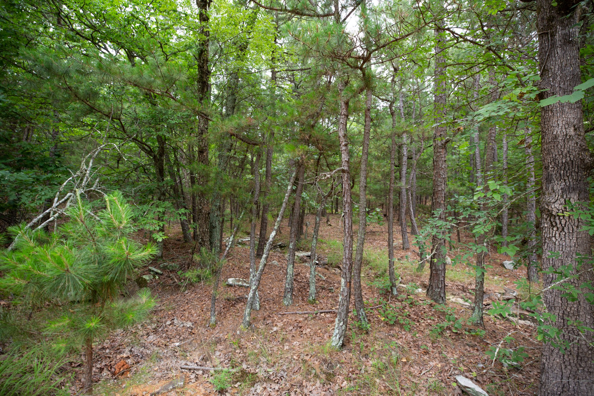 Tract 50 at Eagles Nest Ranch in Pushmataha County, Oklahoma