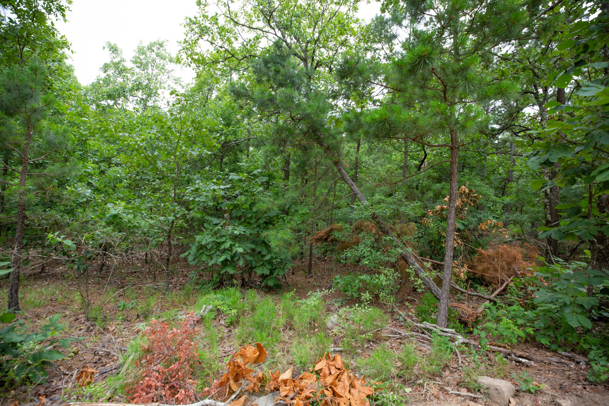 Tract 58 at Eagles Nest Ranch in Pushmataha County, Oklahoma