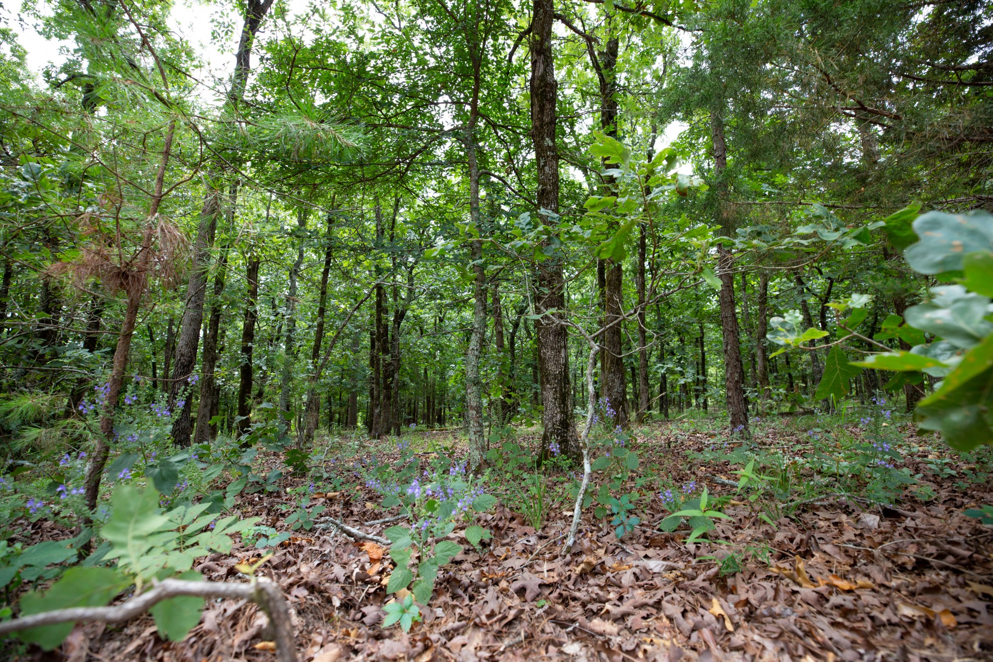 Tract 62 at Eagles Nest Ranch in Pushmataha County, Oklahoma