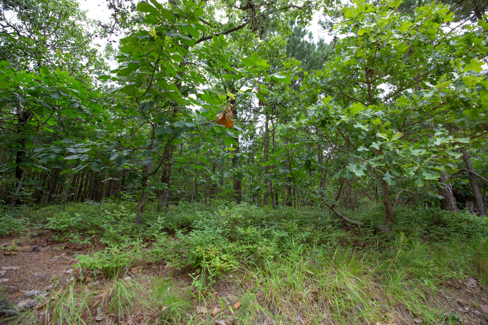 Tract 63 at Eagles Nest Ranch in Pushmataha County, Oklahoma