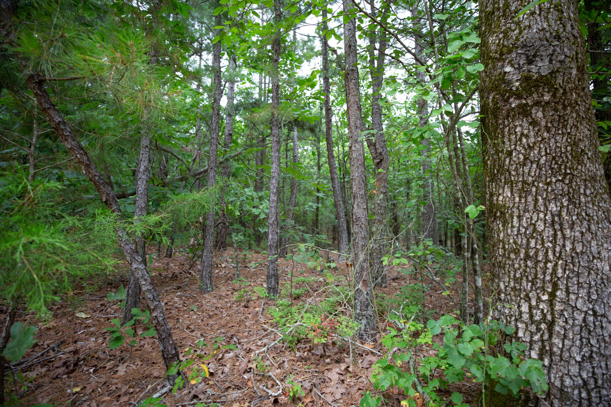 Tract 72 at Eagles Nest Ranch in Pushmataha County, Oklahoma