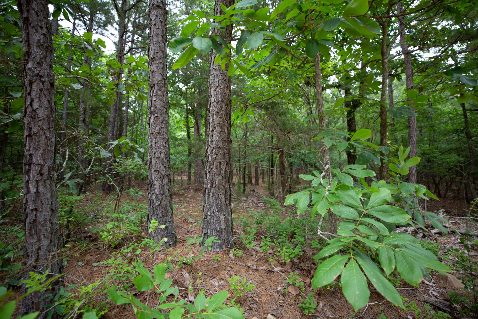 Tract 73 at Eagles Nest Ranch in Pushmataha County, Oklahoma