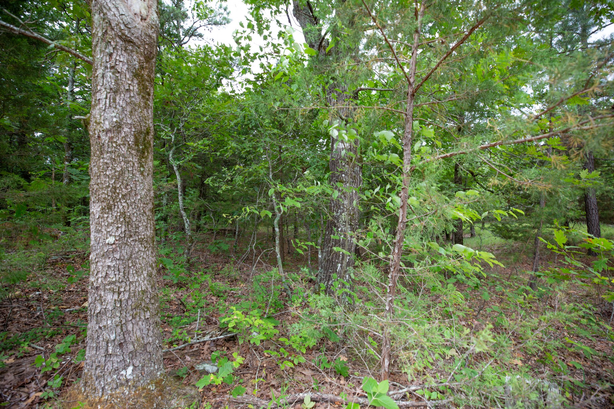 Tract 77 at Eagles Nest Ranch in Pushmataha County, Oklahoma