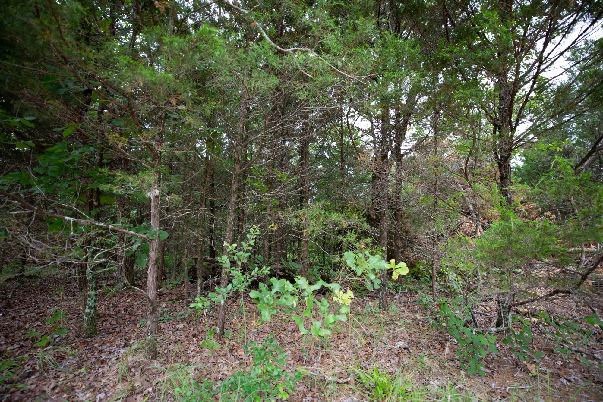Tract 78 at Eagles Nest Ranch in Pushmataha County, Oklahoma