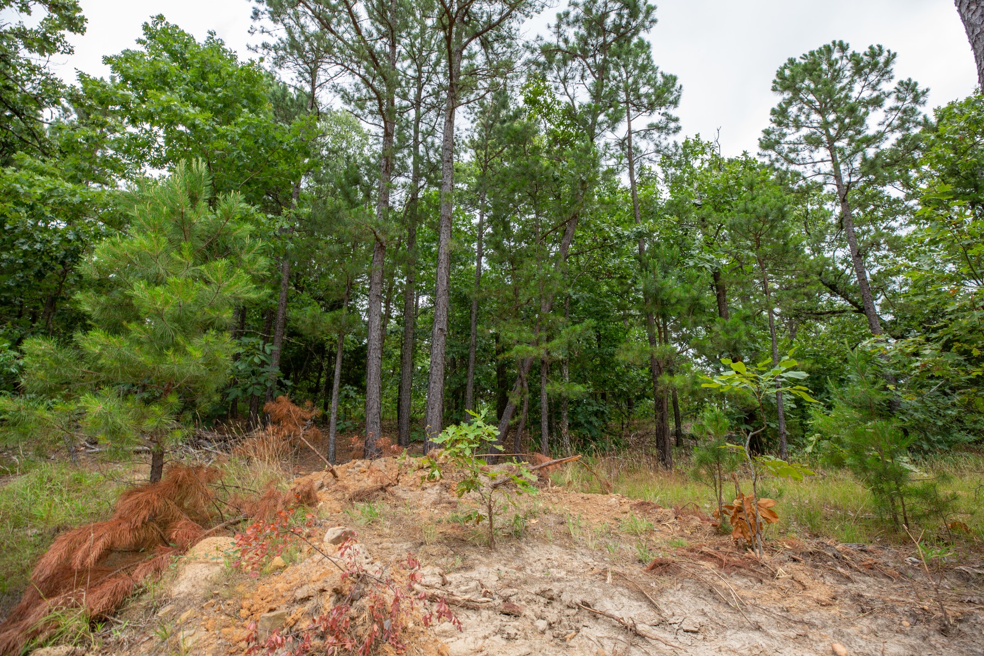 Tract 81 at Eagles Nest Ranch in Pushmataha County, Oklahoma