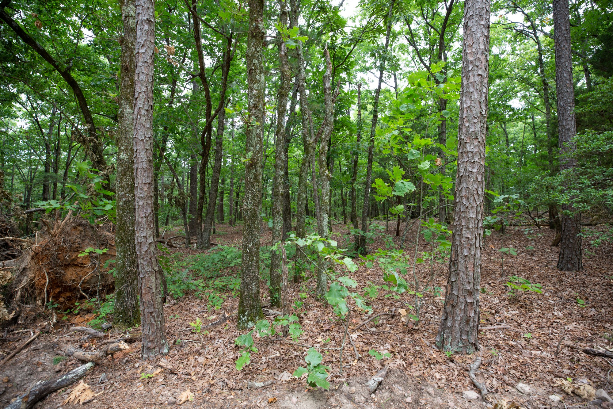 Tract 85 at Eagles Nest Ranch in Pushmataha County, Oklahoma